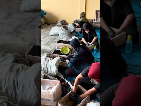 Proses Packing Box PT. Sabak Kalpa Nusa  #stuffingcrew #tour #charcoal #company #export #nature